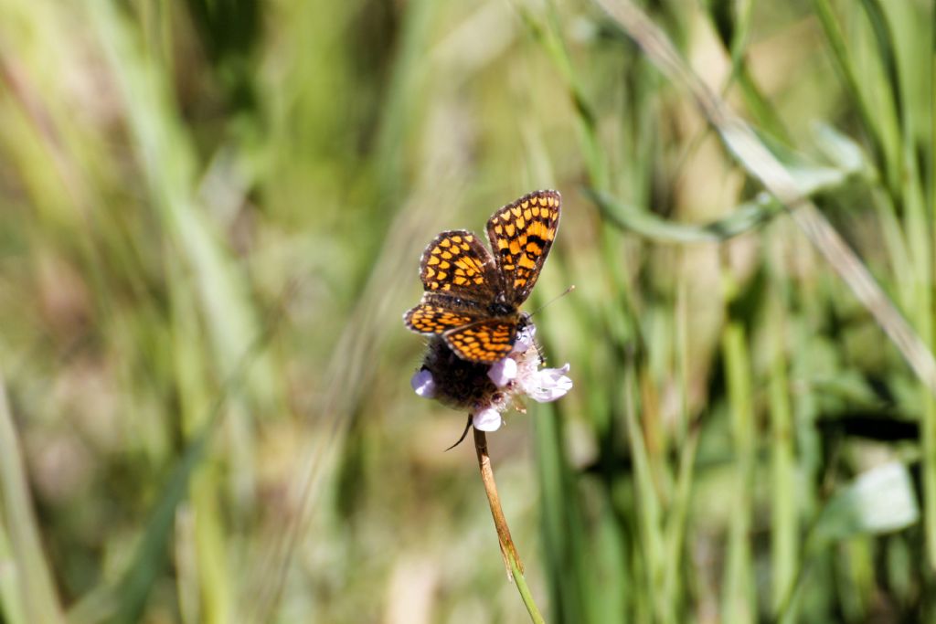 Melitaea athalia